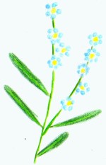 Vergiss mich nicht Vergiss mich nicht